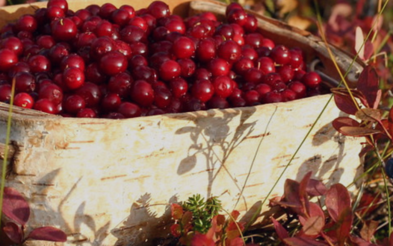 Berry & mushroom picking tour-Inari