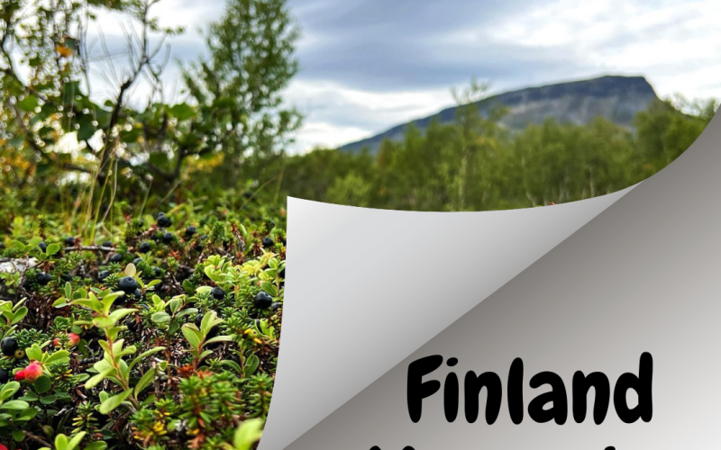 Wild Food from Finland -Bilberry