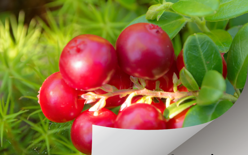 Wild Food from Finland -Lingonberry