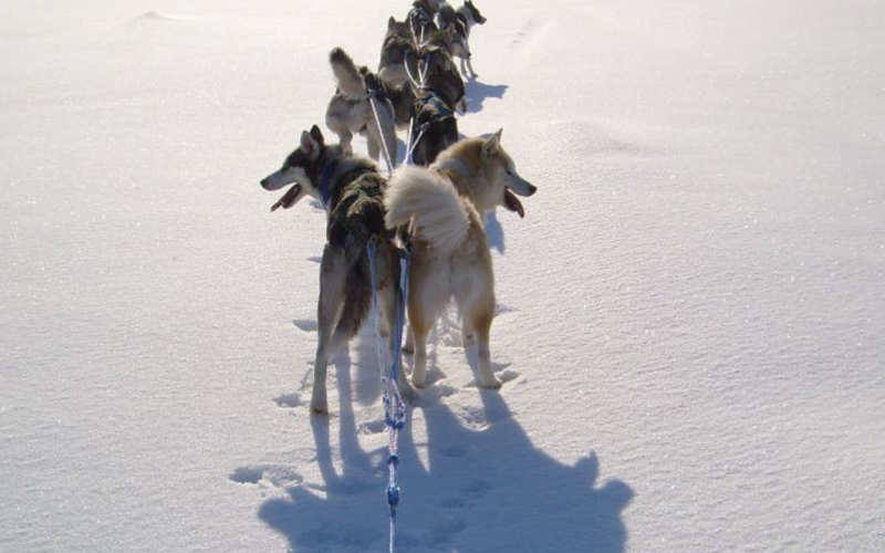 Husky safari-Inari