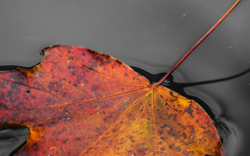 Autumn Adventure