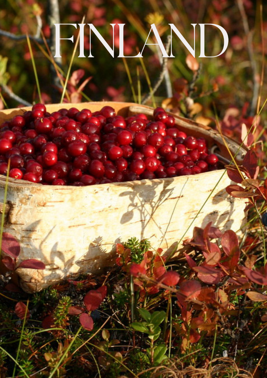 Berry & mushroom picking tour -Inari 2024