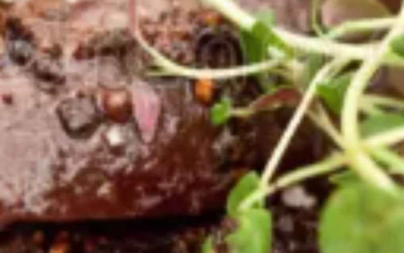 Reindeer steak/ Wild Food from Finland