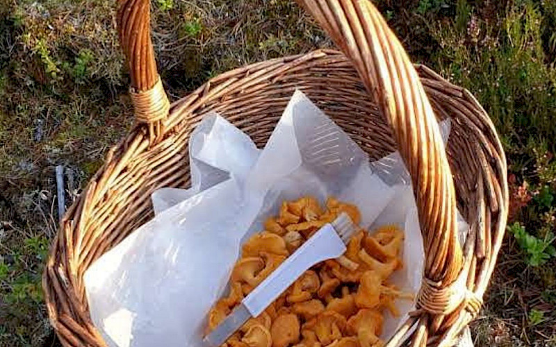 Finnish Mushrooms and Mushroom Picking / Autumn 2024