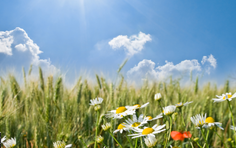 Summer Delights and Beautiful Mornings