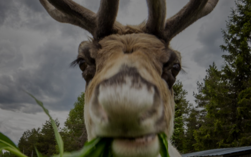 Reindeer and fishing farm
