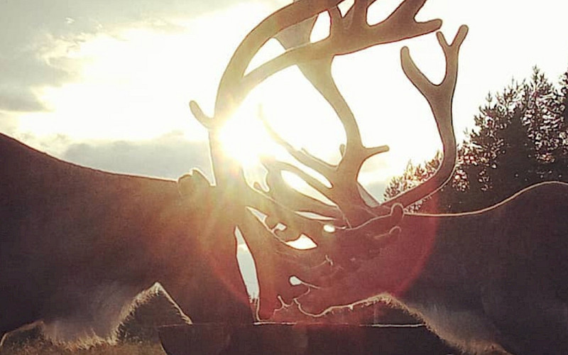 Reindeer Farm summer mornings-Kuusamo
