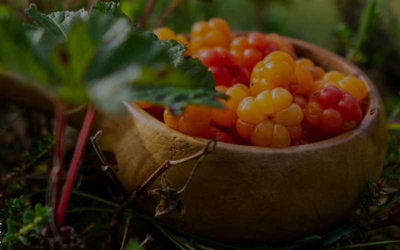 Wild food – berries