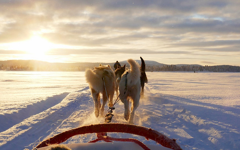 Snowmobile trip, Husky Safari, Snowshoeing 2024