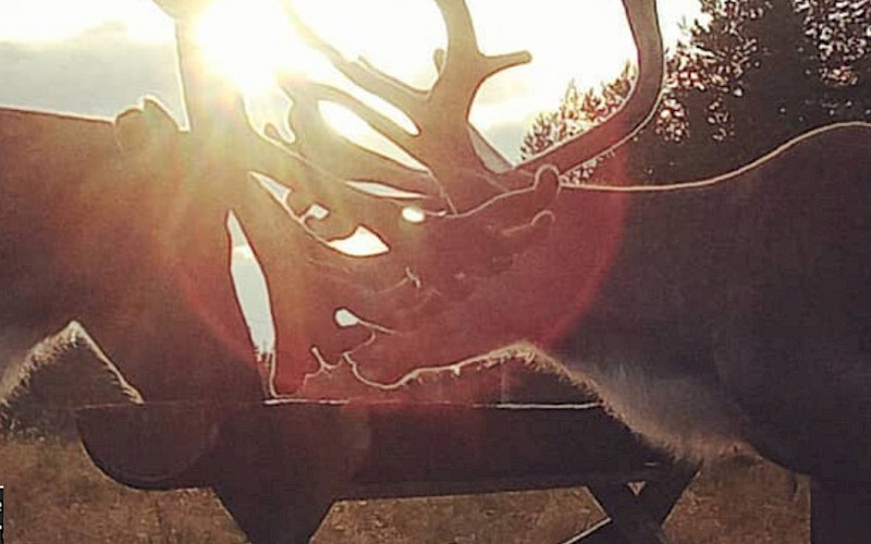 Kuusamo-Reindeer Farm summer mornings