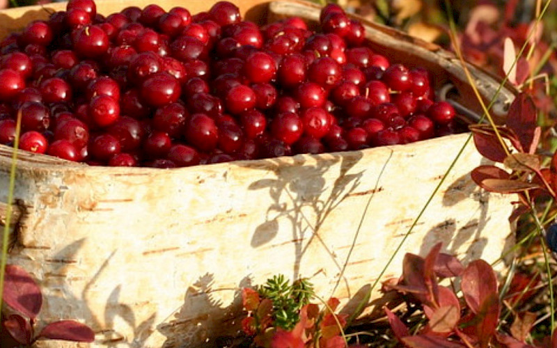 Inari-Berry & mushroom picking tour