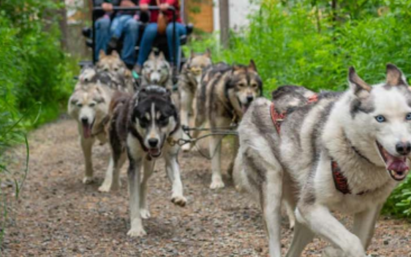 Can You Hear the Call of the Lapland Summer?