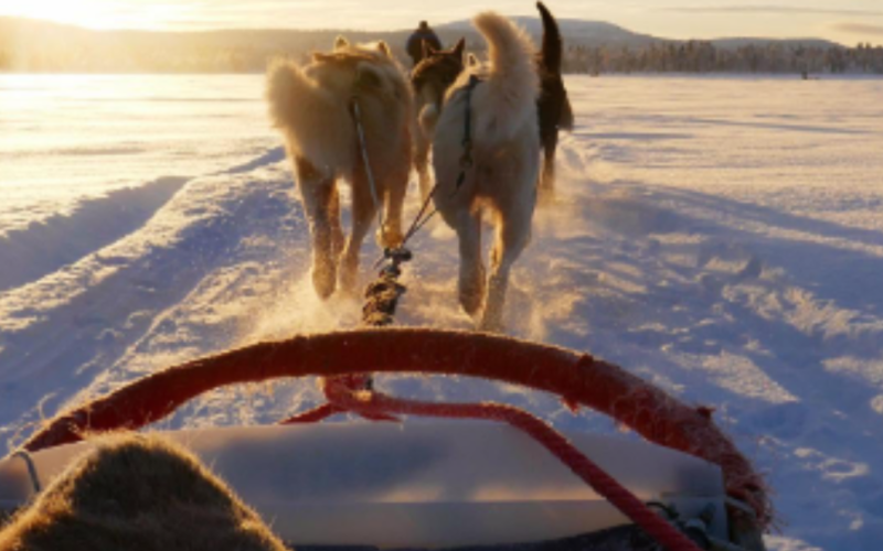 Snowmobile trip, Husky Safari, Snowshoeing -Inari