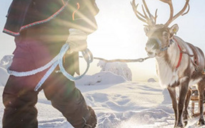 Kainuu-REINDEER SARARI