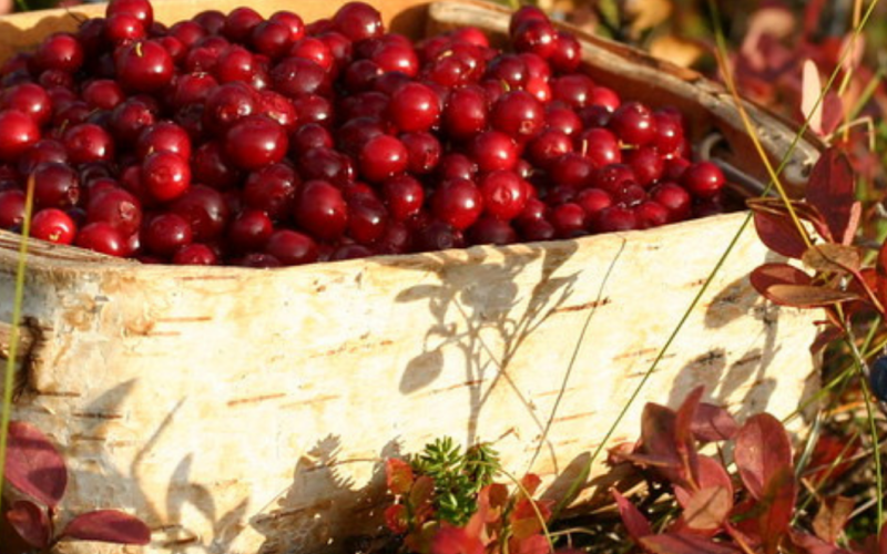 Berry & mushroom picking tour 2026