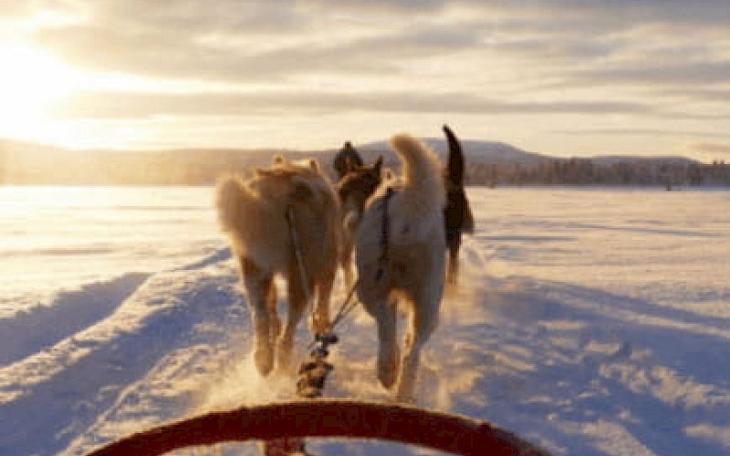 Snowmobile trip, Husky Safari, Snowshoeing, and so more...